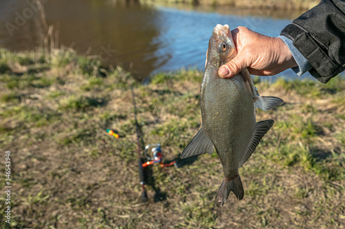 Beautiful bream in the hand of a fisherman. Good catch. Freshly taken fish from water on a natural background. Fishing time on the river. Spring day.