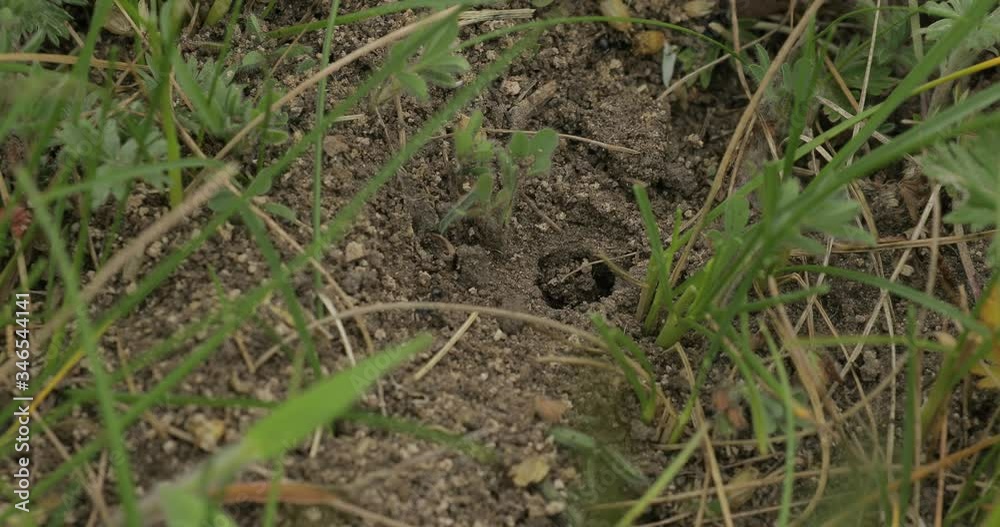 Ants in an ant hill, macro video Ants in an ant hill, macro video