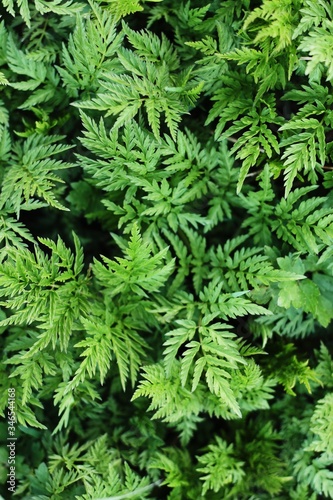 Beautiful green fern in the forest macro