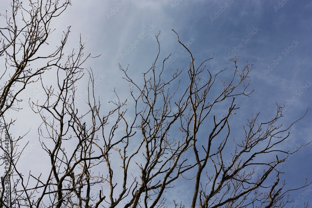 Tree branches against the blue sky view Tree branches against the blue sky view