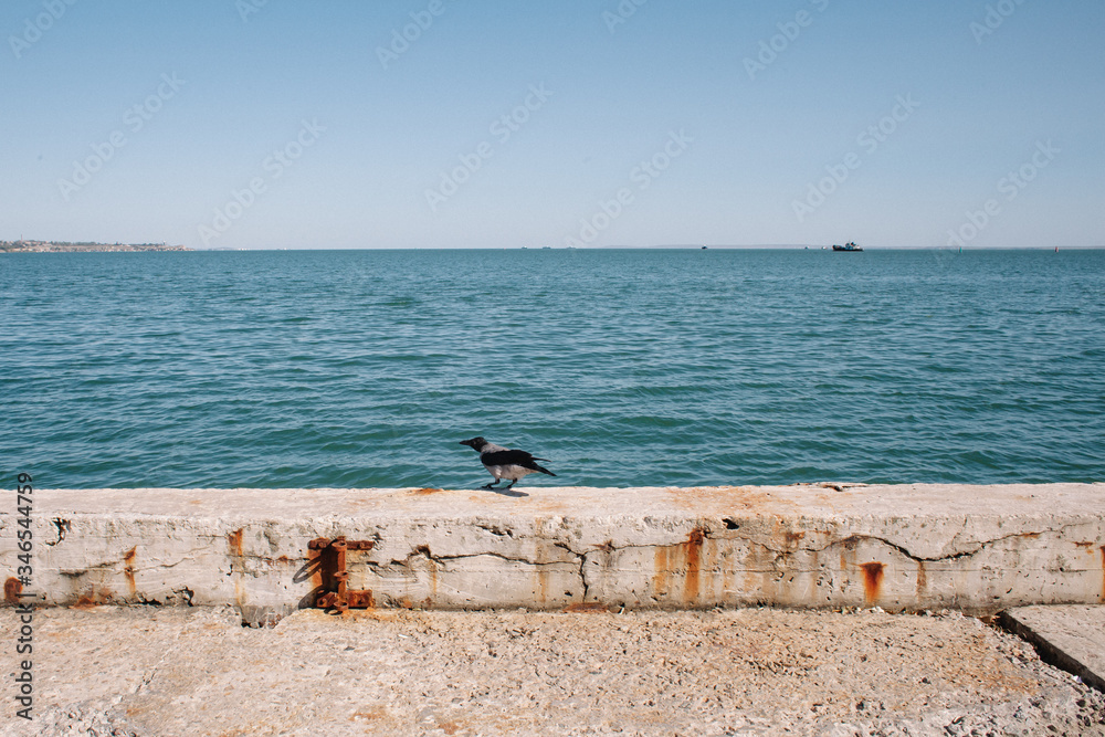 A crow sits on the seashore. The shore is reinforced with a concrete structure. A crow sits on the seashore. The shore is reinforced with a concrete structure.