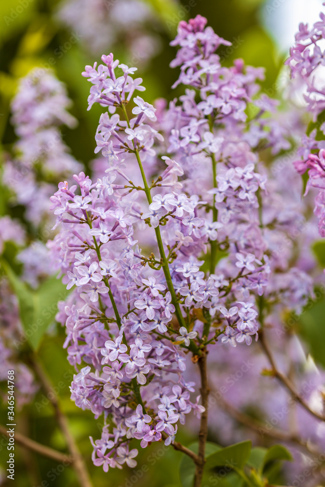 Syringa vulgaris (lilac or common lilac) is a species of flowering plant in the olive family Oleaceae