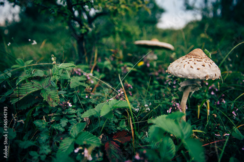 Beautiful edible parasol mushrooms in nature.