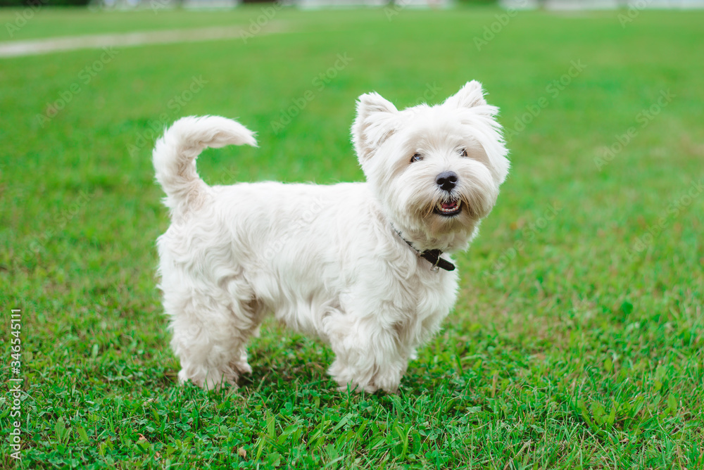 A west highland white terrier dog on grass in nature in the park.