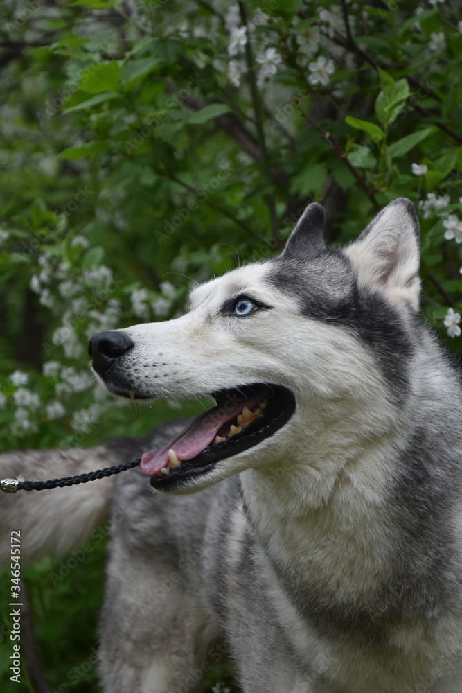 blue-eyed dog husky looks beautiful against the background of spring trees