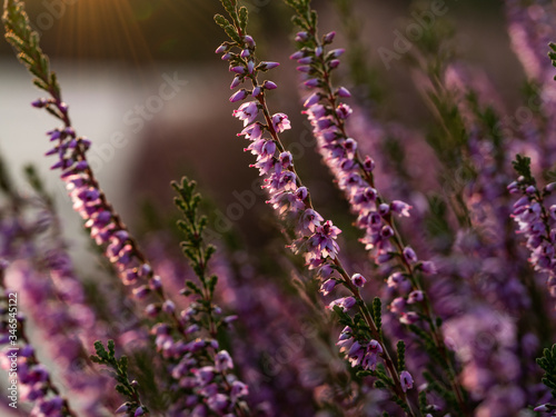Close up of beautiful blooming purple heather flower. Selective focus.