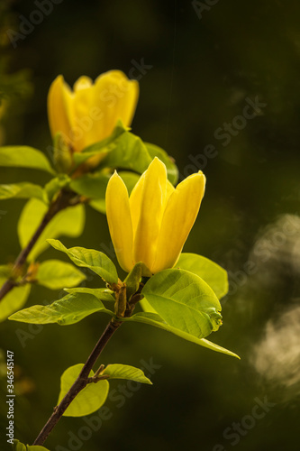 Beautiful Yellow Magnolia Blossom