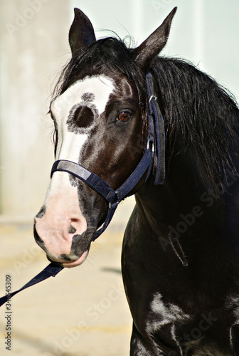 Fototapeta Naklejka Na Ścianę i Meble -  Portrait of a black criollo horse with a white mark and the mark of a recessor gene