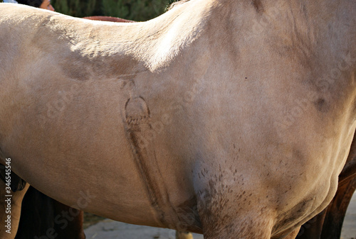Saddle sweat mark on a buckskin criollo horse after work