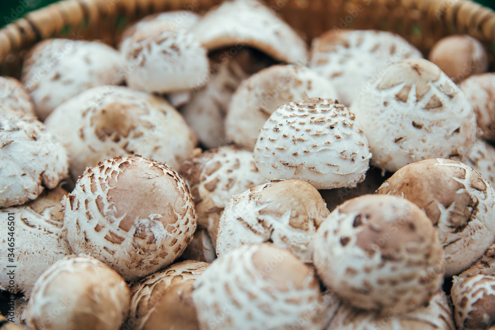 Basket with beautiful handpicked edible parasol mushrooms with a rural road in the background. Basket with beautiful handpicked edible parasol mushrooms with a rural road in the background.