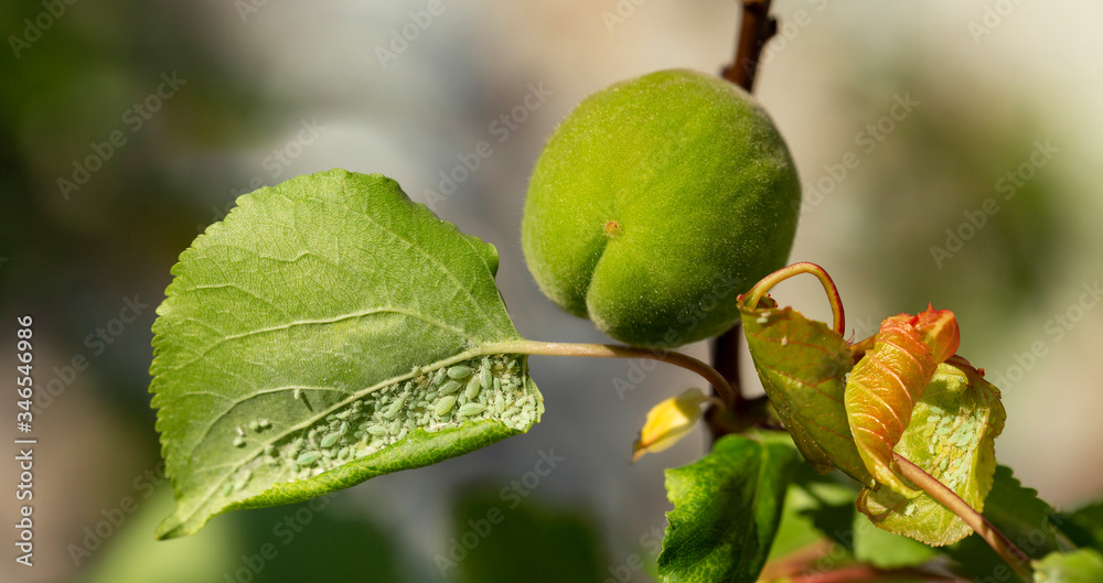 Parasitic insects. Aphids-sucking insects and members of the superfamily Aphidoidea. The green ovary of the fruit apricot. Fruit development, initial phase. Parasitic insects. Aphids-sucking insects and members of the superfamily Aphidoidea. The green ovary of the fruit apricot. Fruit development, initial phase.