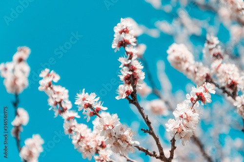 Close up of apricot blossom flower on bokeh blue background. Spring concept