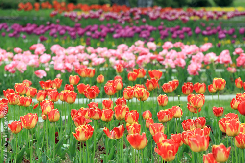 Colorful ornamental tulips. Tulips pattern, floral background. © Radila