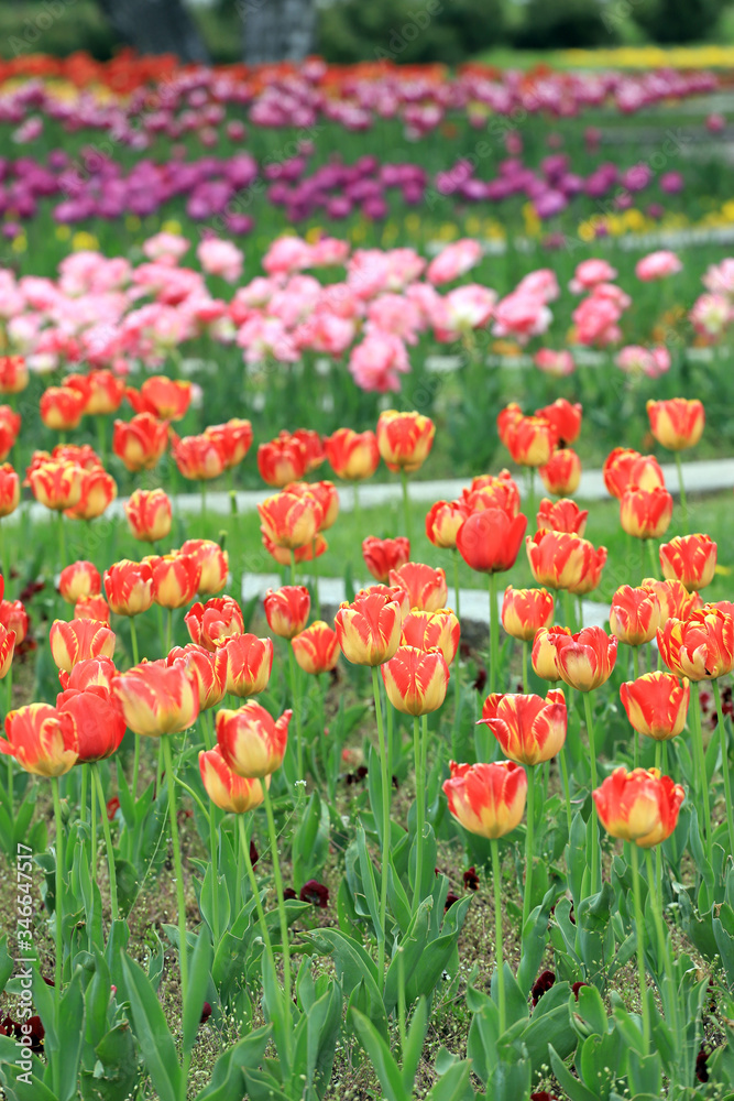 Colorful ornamental tulips. Tulips pattern, floral background.