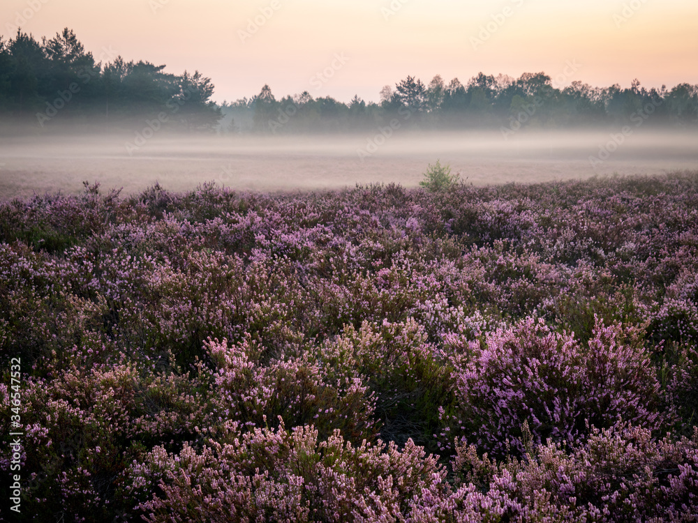 Obraz premium Early foggy morning on the heathland. Amazing violet color of heather flower. Selective focus.
