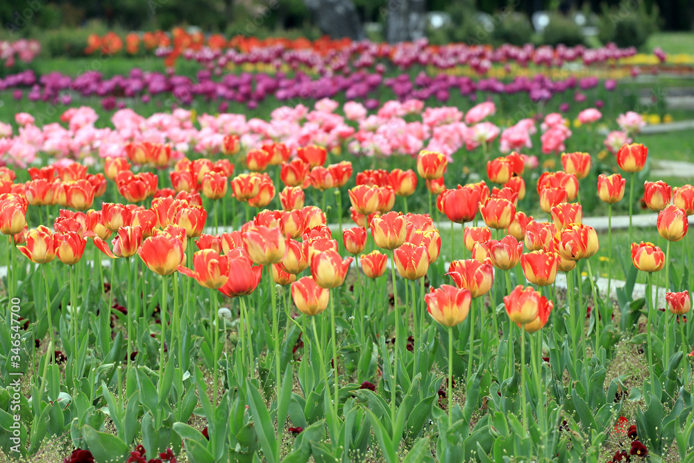 Colorful ornamental tulips. Tulips pattern, floral background.