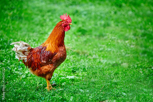 Beautiful young bright red cock on green farm grass