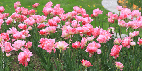 Colorful ornamental tulips.