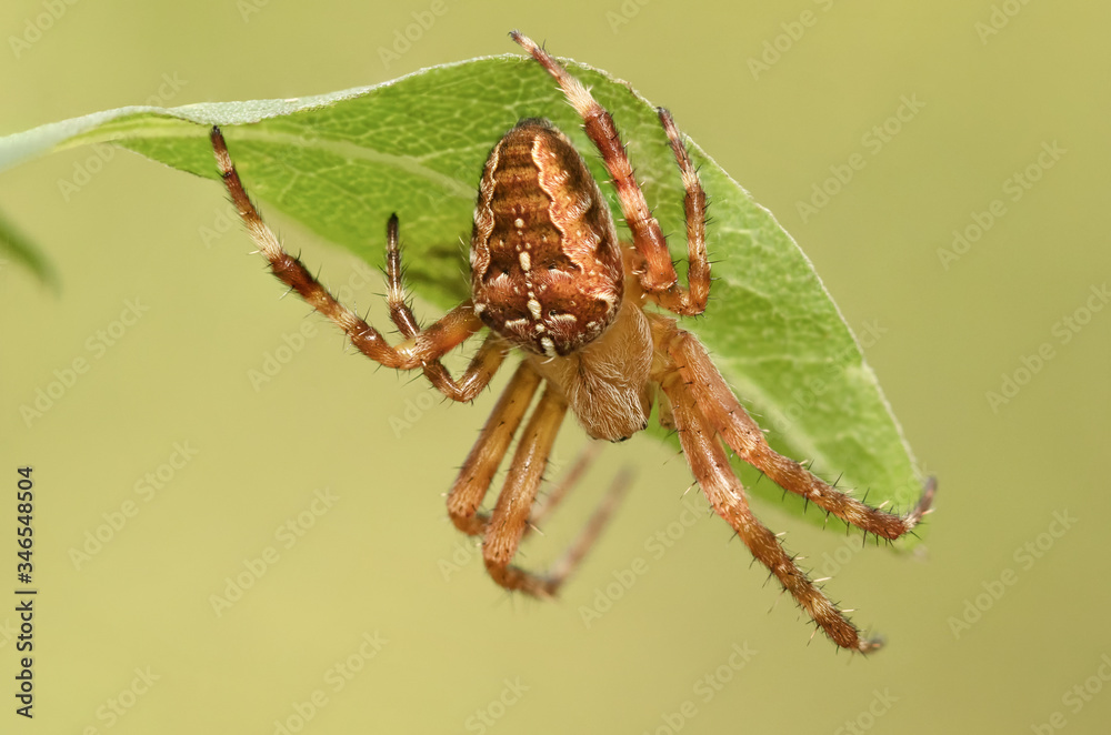 Spider cross macro Spider cross macro