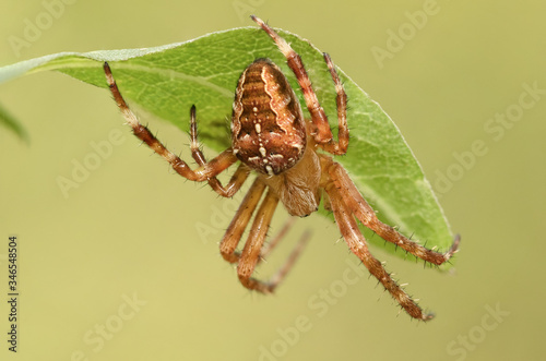 Spider cross macro