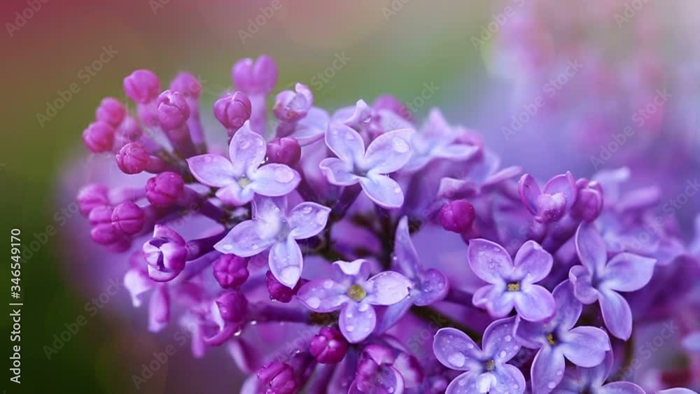 Close up of blossoming lilac isolated on green.