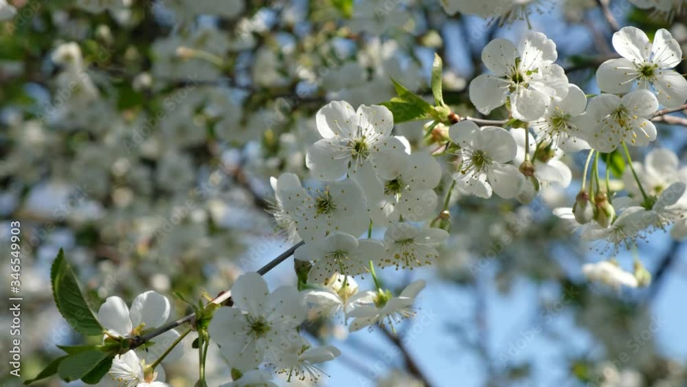 The wind sways a full blooming cherry branch against the background of a flowering tree in Ukraine. The wind sways a full blooming cherry branch against the background of a flowering tree in Ukraine.