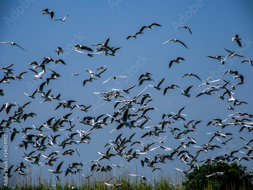 A flock of seagulls near the shoreline