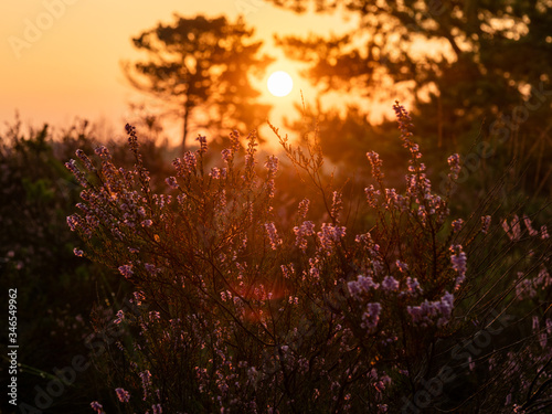 Sunrise on the heathland. Beautiful light of early morning. Selective focus. © Beata