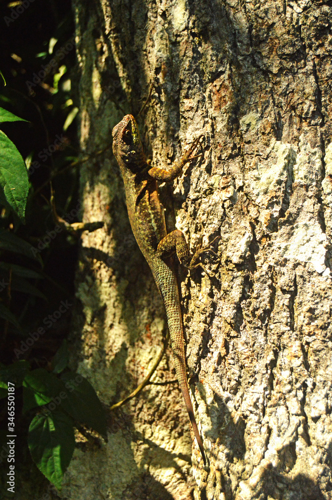 Obraz premium Lizard climb a tree