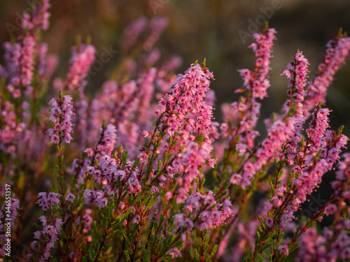 Morning dew on the heather flowers. Beautiful morning light of sunrise. Selective focus.