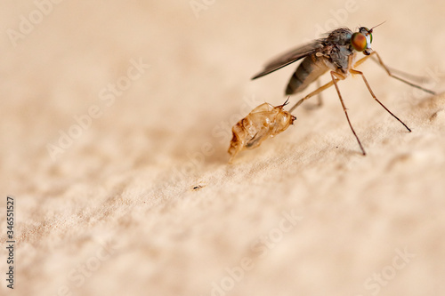 Mosquito shedding its skin perched on an urban garden wall near water tanks on a bright spring day © gerardo