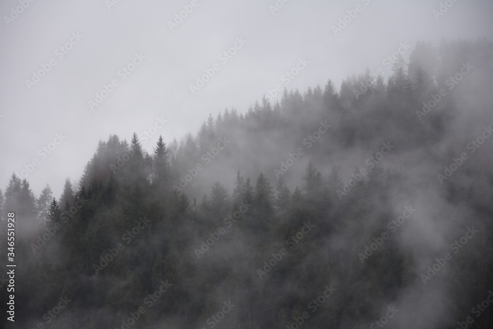 Nebbia sui boschi dopo la pioggia Nebbia sui boschi dopo la pioggia