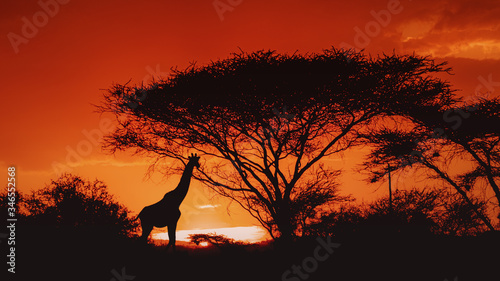 Silhouette of one african giraffe under a tree - Kenya