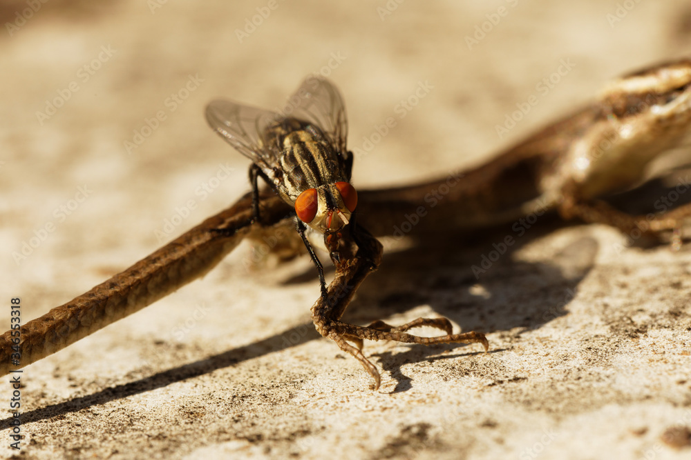 Fototapeta premium Common flesh fly sitting on dried out lizard