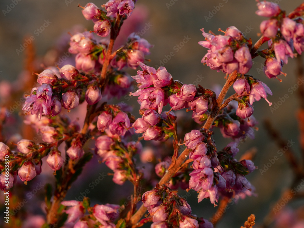 Morning dew on the heather flowers. Beautiful morning light of sunrise. Selective focus.