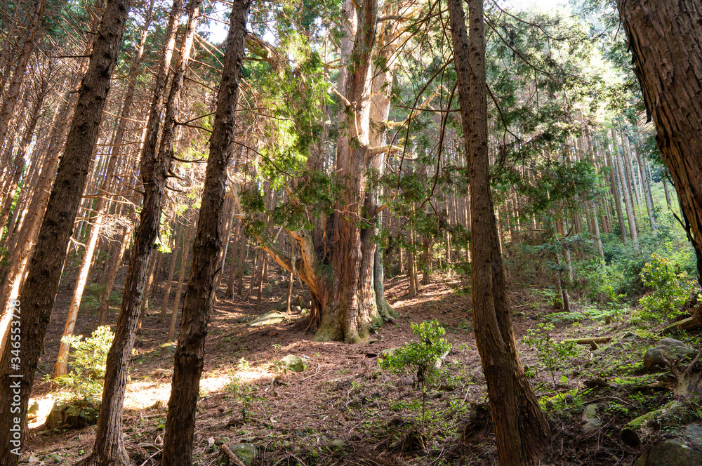 Naklejka premium 河内の大スギ