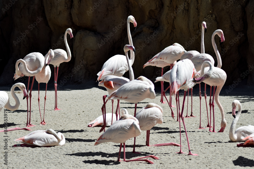 Flamencos Flamencos