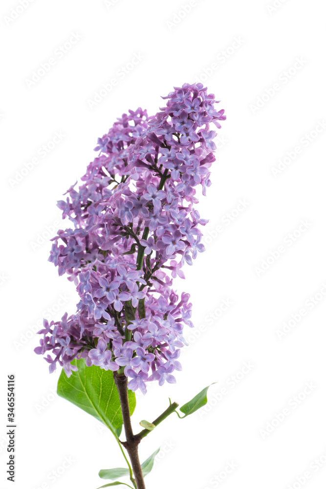 bouquet of beautiful spring flowers of lilac on white background bouquet of beautiful spring flowers of lilac on white background