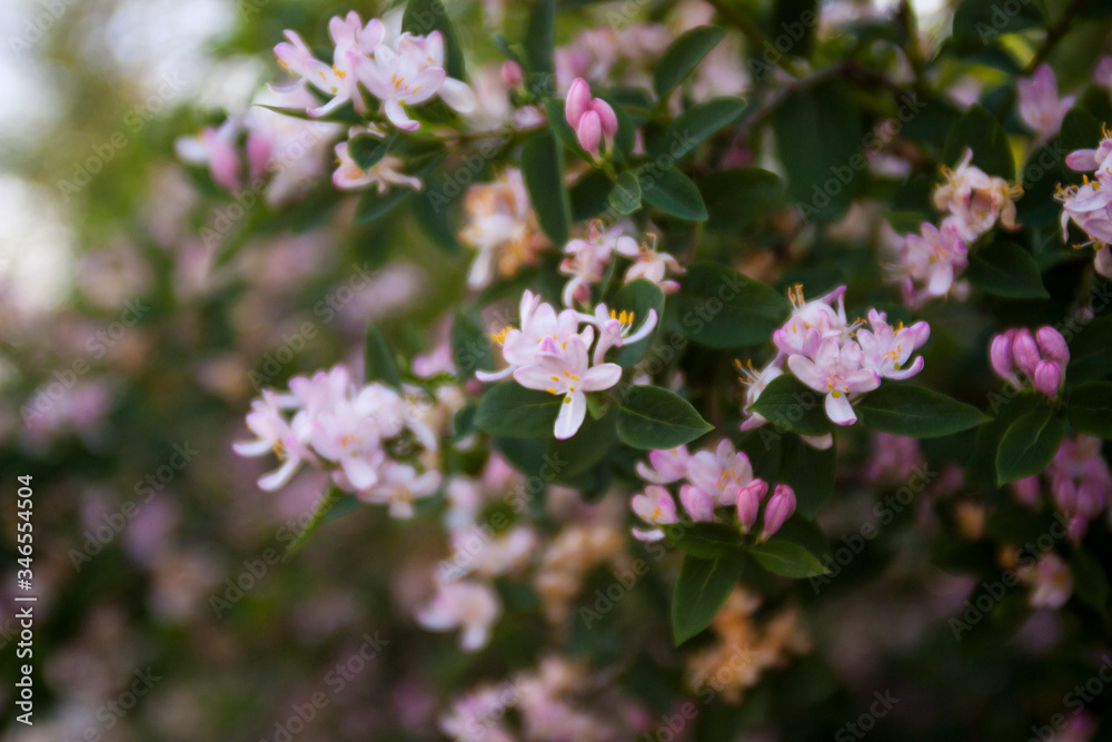 flower, nature, pink, flowers, spring, garden, plant, blossom, green, purple, tree, flora, bloom, beauty, summer, petal, floral, white, macro, beautiful, branch, blooming, leaf, color, closeup flower, nature, pink, flowers, spring, garden, plant, blossom, green, purple, tree, flora, bloom, beauty, summer, petal, floral, white, macro, beautiful, branch, blooming, leaf, color, closeup