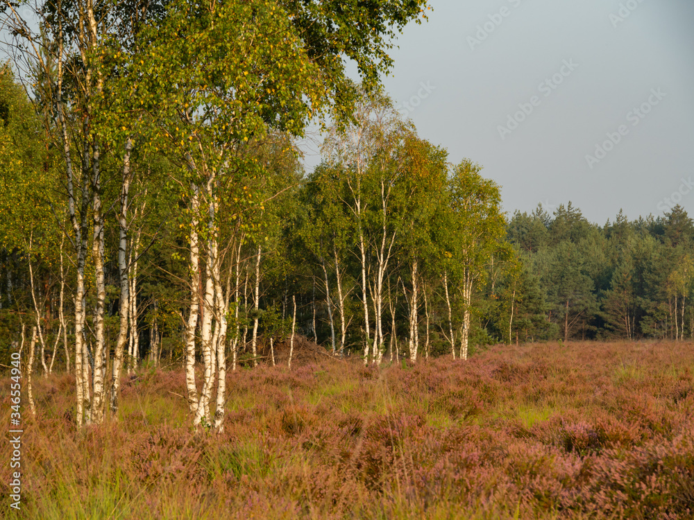 Obraz premium Early morning on the heathland. Amazing violet color of heather flower. Forest in the background.