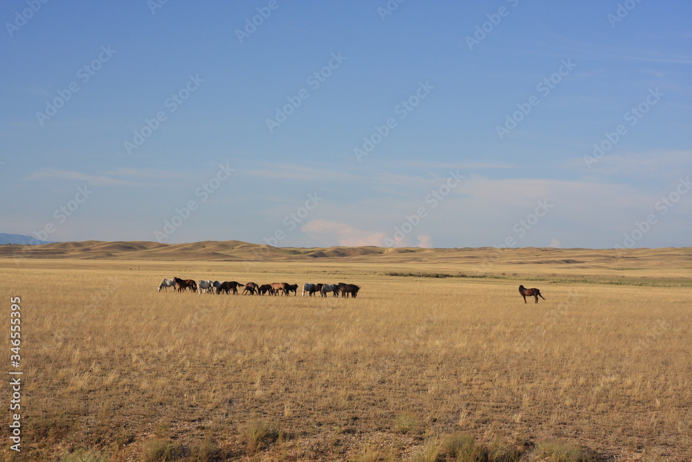 Wild horses in the steppe