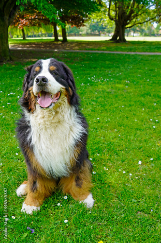 Large Bernese Mountain Dog sitting on the green grass in the dog friendly park. 