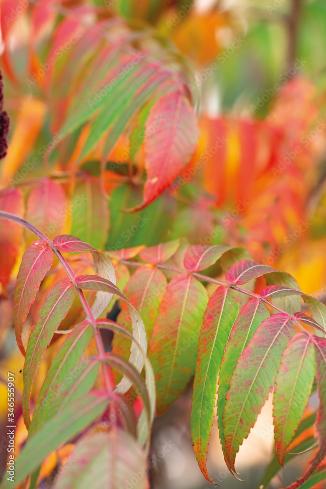 Bunte Blätterzweige im Herbst / Colourful leaf branch in autumn