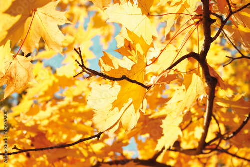 Baum mit gelben Bl  ttern im Herbst   tree with yellow leaves in autumn