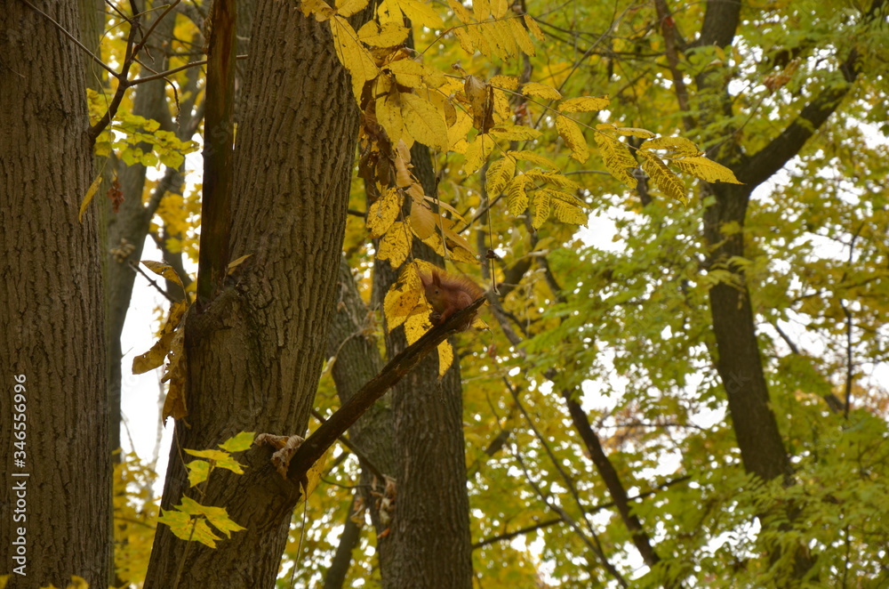 Squirrel in the autumn park. Squirrel in the autumn park.