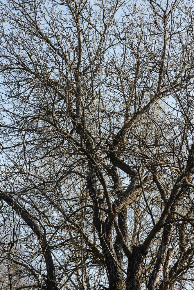 .tree branches on a background of blue clear sky