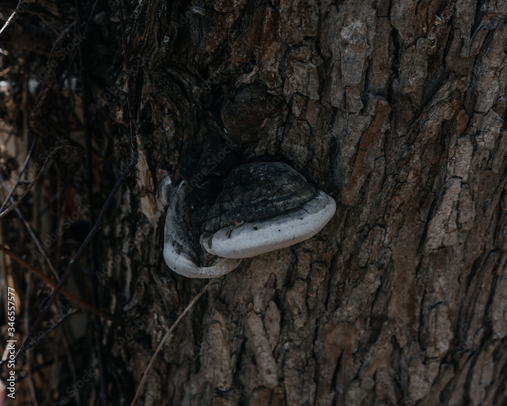 .mushroom grows on a tree trunk .mushroom grows on a tree trunk