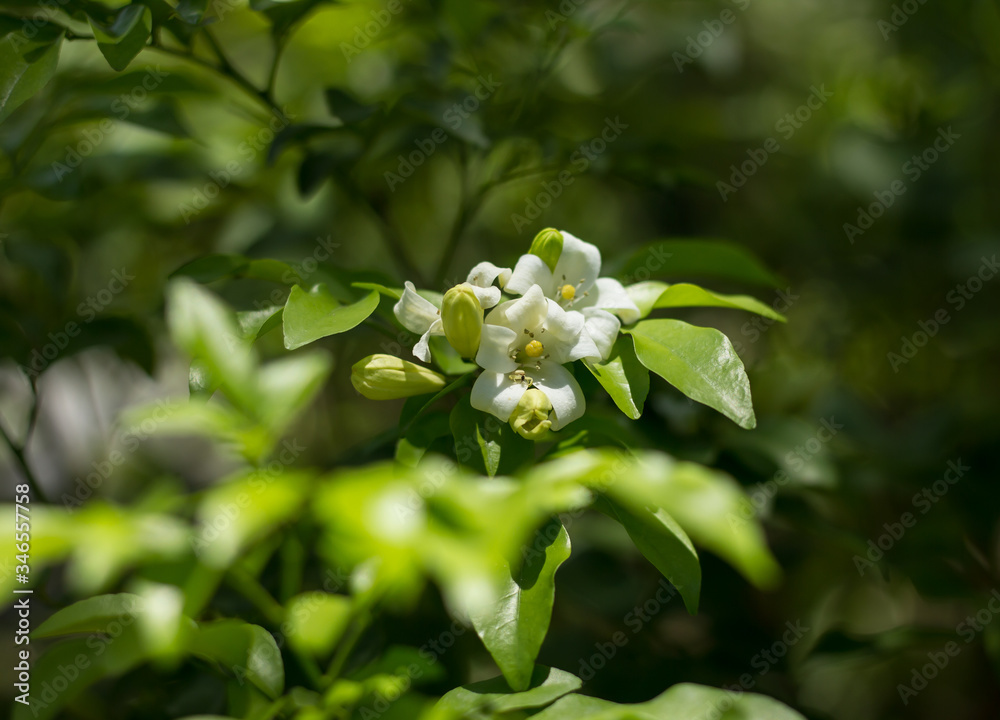 Orange Jessamine flowers and green leaf