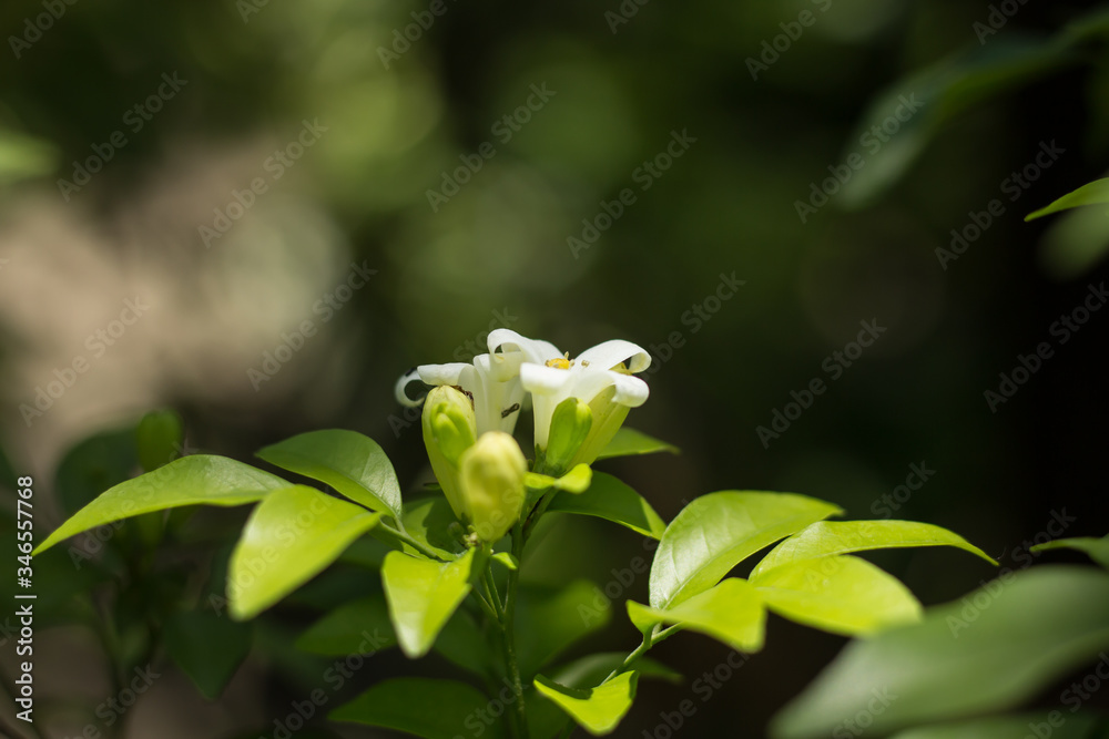 Orange Jessamine flowers and green leaf