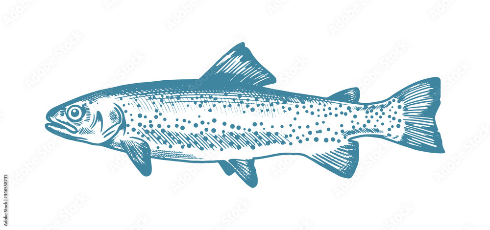 Trout fish. Hand drawn illustrations in retro style. Vector logo template. Can be use for restaurant menu or fish shop market. Trout fish. Hand drawn illustrations in retro style. Vector logo template. Can be use for restaurant menu or fish shop market.